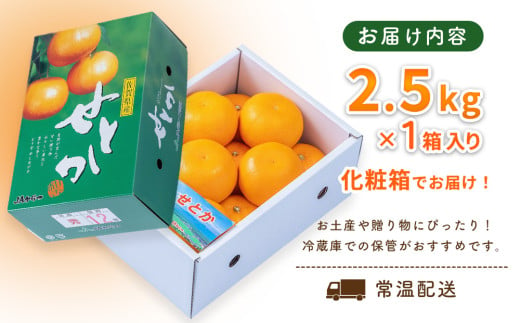 【先行受付 令和7年1月より発送】佐賀県産柑橘『せとか』約2500g【化粧箱入り】【フルーツ みかん 柑橘 果物 デザート ジューシー 濃厚な甘み 贈答品 ふるさと納税】(H108106)