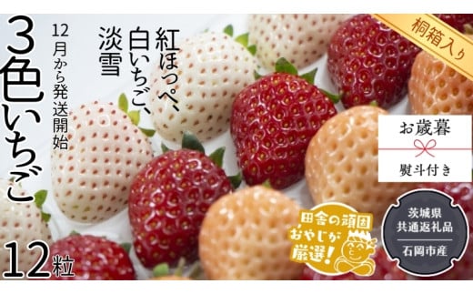 【 お歳暮 熨斗付 】【 桐箱入り 】大粒３色いちご 12粒【令和6年12月から発送開始】（県内共通返礼品：石岡市産） いちご イチゴ 苺 白イチゴ 白いちご