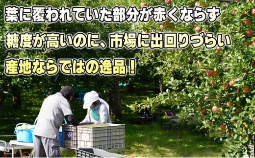 [№5554-0176]11～12月発送【糖度保証】家庭用 葉取らず サンふじ 約5kg【訳あり】【鶴翔りんごGAP部会 青森県産 津軽産 リンゴ 林檎】