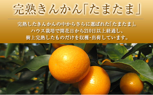 ◆みやざきブランドセット（完熟きんかん たまたま・日向夏）合計約3.5kg 宮崎県産