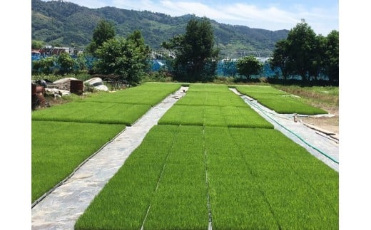 お米 令和7年産 新米 5kg コシヒカリ 特別栽培米  先行予約  【2025年10月以降発送】 精米 米 こめ コメ 白米 ごはん ライス 愛媛 伊予市｜C151