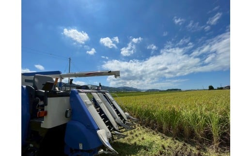 お米 令和7年産 新米 5kg コシヒカリ 特別栽培米  先行予約  【2025年10月以降発送】 精米 米 こめ コメ 白米 ごはん ライス 愛媛 伊予市｜C151