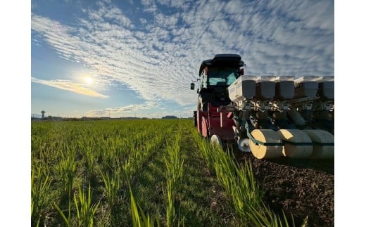 お米 令和7年産 新米 5kg コシヒカリ 特別栽培米  先行予約  【2025年10月以降発送】 精米 米 こめ コメ 白米 ごはん ライス 愛媛 伊予市｜C151