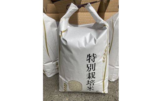 お米 令和7年産 新米 5kg コシヒカリ 特別栽培米  先行予約  【2025年10月以降発送】 精米 米 こめ コメ 白米 ごはん ライス 愛媛 伊予市｜C151