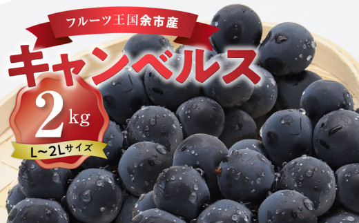 フルーツ王国余市産「キャンベルス」2kg【ニトリ観光果樹園】ぶどう