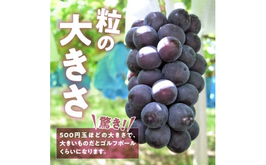 大玉！果汁たっぷり！！旬の採れたて藤稔1.8kg以上（2房～4房）【2025年配送】（HO）B12-147【藤稔 ぶどう 葡萄 ブドウ 令和7年発送 期間限定 山梨県産 甲州市 フルーツ 果物】