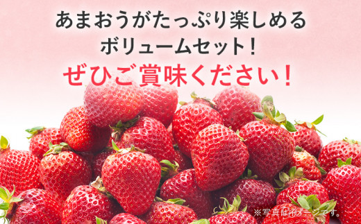 【2025年発送先行予約】あまおうボリュームセット(約280g x G6パック) お取り寄せグルメ お取り寄せ 福岡 お土産 九州 福岡土産 取り寄せ グルメ 福岡県