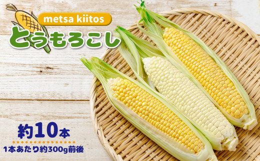 旬の「 とうもろこし 」約10本 | metsa kiitos 熊本県 熊本 くまもと 和水町 なごみまち なごみ とうもろこし 季節限定 トウモロコシ 10本