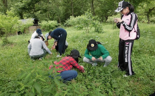 さかもと村周辺には食べられる野草がたくさん！