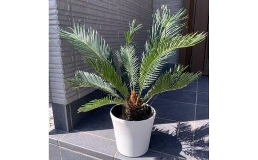 ソテツ 蘇鉄 7号鉢 38 ソテツ（蘇鉄）7号鉢植え* の通販 | 園芸