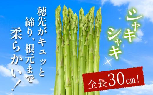 柔らかさ抜群! さぬきのめざめセミロング30cm(Lサイズ以上) 約1kg【2025-3月上旬～2025-3月下旬配送】