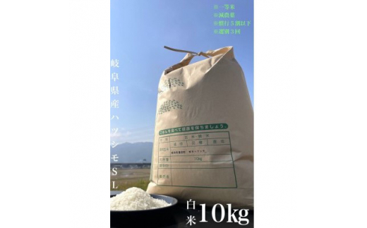 ＜毎月定期便＞養老町産　岐阜ハツシモ　10kg　白米　全3回【4006203】