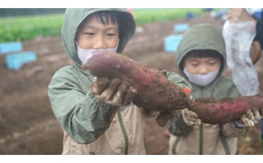 ＜早割A＞2025年度おいも株オーナー制度1口セット ふくしまゴールド【芋 さつまいも 福島県産 福島 2kg ふくしまゴールド 株 オーナー おいも 株オーナー 産地直送 楢葉町  楢葉 セット】