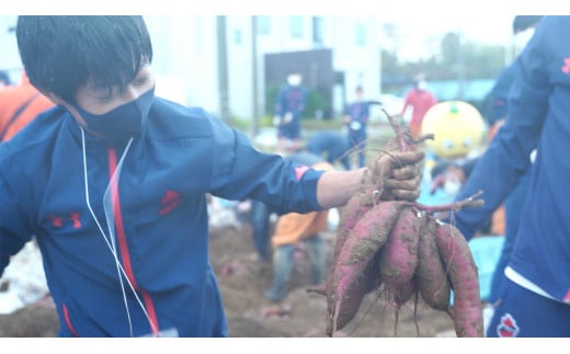 ＜早割A＞2025年度おいも株オーナー制度1口セット ふくしまゴールド【芋 さつまいも 福島県産 福島 2kg ふくしまゴールド 株 オーナー おいも 株オーナー 産地直送 楢葉町  楢葉 セット】