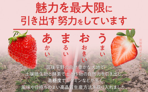 特別栽培認証あまおう ギフト DX等級以上 1箱セット あまおう イチゴ 苺 いちご フルーツ 果物 くだもの 福岡県産 お取り寄せグルメ お取り寄せ 福岡 お土産 九州 福岡土産 取り寄せ グルメ 福岡県