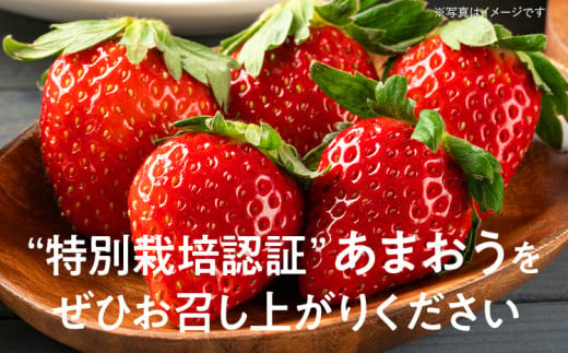 特別栽培認証あまおう ギフト DX等級以上 1箱セット あまおう イチゴ 苺 いちご フルーツ 果物 くだもの 福岡県産 お取り寄せグルメ お取り寄せ 福岡 お土産 九州 福岡土産 取り寄せ グルメ 福岡県