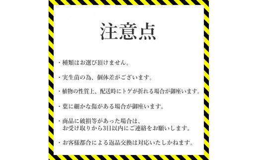 アガベ チタノタ「ブルー」 5号黒鉢 四国ガーデン 人気 多肉植物 インテリア 観葉植物 グリーン リラックス 初心者でも育てやすい｜B183