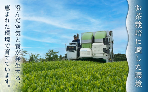 【全3回定期便】「1番茶の濃厚な旨味！」さざの 有機栽培茶  極  （100g×3本/回）【宝緑園】 [QAH022]