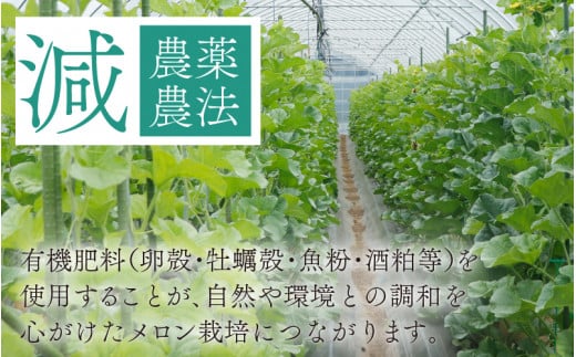 勝山産アールスメロン 1個入り 化粧箱（赤肉）※2024年7月下旬～8月中旬頃発送 [A-060002]