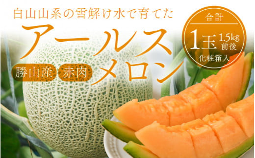 勝山産アールスメロン 1個入り 化粧箱（赤肉）※2024年7月下旬～8月中旬頃発送 [A-060002]