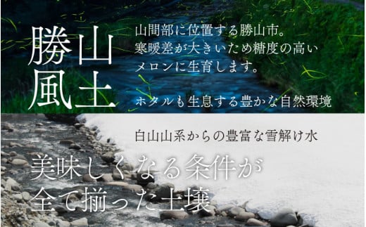 勝山産アールスメロン 1個入り 化粧箱（赤肉）※2024年7月下旬～8月中旬頃発送 [A-060002]