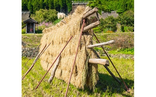 【定期便5カ月コース】京都丹波産こしひかり 西村ファームの京ほたる米 10kg×5回計50kg[高島屋選定品］120N608