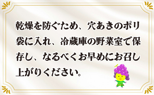 シャインマスカット 2房 約1.4kg 《 2024年 8月下旬 ～ 順次発送 》ぶどう 葡萄 マスカット 果物 フルーツ デザート スイーツ おやつ お菓子 洋菓子 和菓子 ケーキ ゼリー ジュース ジャム アイス シャーベット スムージー ヨーグルト クレープ タルト チョコ 大福 フルーツサンド ギフト プレゼント 贈答 お取り寄せ グルメ 冷蔵 送料無料 阿波市 徳島県 冨士一農園