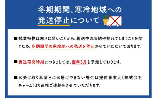 観葉植物 シマトネリコ フレグランドラウンドポットＸＳ植え（１鉢） 受皿付 セラミス 北海道冬季発送不可  群馬県 千代田町 インテリア ナチュラル 自然 プレゼント ギフト 贈答用 送料無料 趣味 風水 緑 人気 オススメ 初心者 玄関 自家栽培 株式会社チャーム