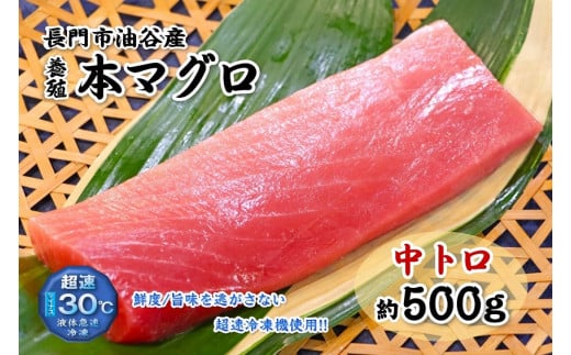 油谷産養殖本マグロ 中トロ柵 500g