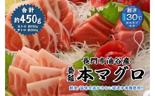 油谷産養殖本マグロ 大トロ 中トロ 柵セット【刺身 冷凍 さく マグロ  中とろ 大とろ まぐろ 鮪】