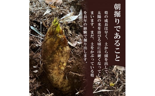 無添加高品質 タケノコ 800g | 熊本県 熊本 くまもと 和水町 なごみまち なごみ たけのこ 竹の子 筍 水煮 400g パック 小分け