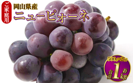 ご家庭用 岡山県産 ニューピオーネ 約1kg（500g×2房） 【2024年8月下旬～9月下旬迄発送予定】