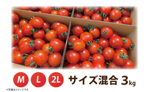 【先行予約★2025年5月～順次発送！】【人気商品】朝採れ あまっこ ミニトマト ３kg 【やさい 野菜 トマト 甘い プチトマト 新鮮 フレッシュ 産地 直送 10000円以下 茨城県 鹿嶋市 】（KAM-19）