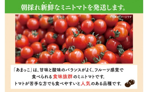 【先行予約★2025年5月～順次発送！】【人気商品】朝採れ あまっこ ミニトマト ３kg 【やさい 野菜 トマト 甘い プチトマト 新鮮 フレッシュ 産地 直送 10000円以下 茨城県 鹿嶋市 】（KAM-19）