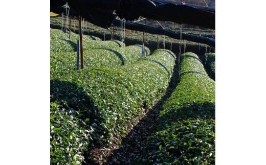 【 店主厳選 】 宇治茶 詰め合わせ 玉露 茶 茶葉 煎茶 ほうじ茶 玄米茶 抹茶 緑茶 ドリンク 飲料 健康 京都