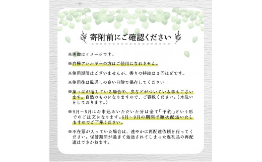 【先行受付】北海道芽室町産「白樺ヴィヒタ」１束　me055-001c-3