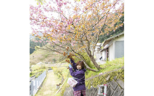 桜花爛漫ギフト