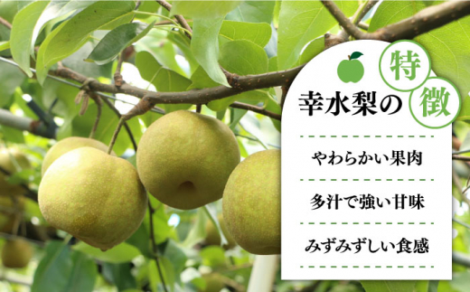 【2024年7月〜発送】【みずみずしくて甘い！】幸水梨 約5kg (約14玉〜16玉)  / 梨 なし ナシ フルーツ 果物 デザート 産地直送 期間限定 果肉 / 南島原市 / 藤原果樹園 [SBV001]