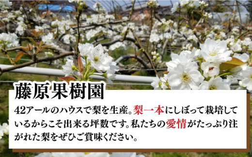 【2024年7月〜発送】【みずみずしくて甘い！】幸水梨 約5kg (約14玉〜16玉)  / 梨 なし ナシ フルーツ 果物 デザート 産地直送 期間限定 果肉 / 南島原市 / 藤原果樹園 [SBV001]