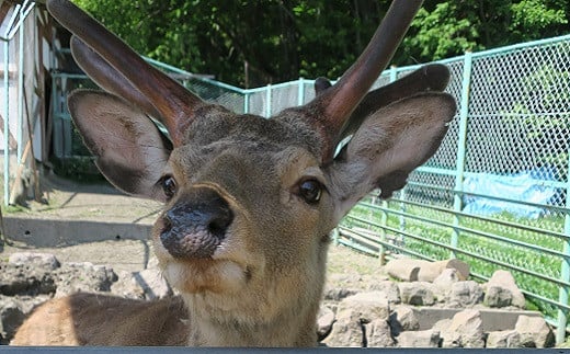 なかよし動物園の看板鹿「たいしくん」