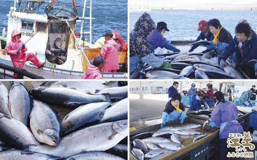 【数量限定】北海道産 サーモン切り身（塩）9切れ　小分けの食べ切りサイズ個包装　純国産ブランドサーモン『江さしっこ 繁虎』　「浜のかあさん」手作り　活締め加工　新鮮真空パック冷凍　保存料不使用　北海道江差産トラウトサーモン　塩鮭　焼き鮭