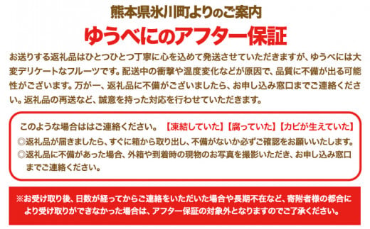 【3ヶ月定期便】先行予約 いちご 苺 ゆうべに 約1000g  約250g×4パック 定期便 熊本 いちご 苺 イチゴ 熊本県 氷川町 ゆうべに いちご《1月中旬-3月末頃出荷》熊本県 氷川町 果物 フルーツ 先行 予約 アフター保証 ふるさと納税 いちご おすすめ