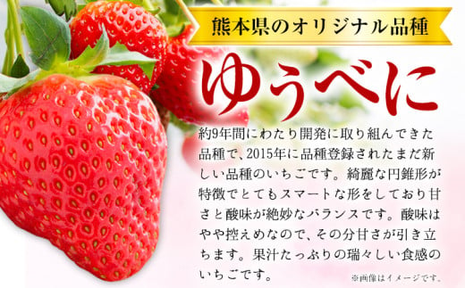 【3ヶ月定期便】先行予約 いちご 苺 ゆうべに 約1000g  約250g×4パック 定期便 熊本 いちご 苺 イチゴ 熊本県 氷川町 ゆうべに いちご《1月中旬-3月末頃出荷》熊本県 氷川町 果物 フルーツ 先行 予約 アフター保証 ふるさと納税 いちご おすすめ