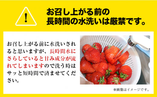 【3ヶ月定期便】先行予約 いちご 苺 ゆうべに 約1000g  約250g×4パック 定期便 熊本 いちご 苺 イチゴ 熊本県 氷川町 ゆうべに いちご《1月中旬-3月末頃出荷》熊本県 氷川町 果物 フルーツ 先行 予約 アフター保証 ふるさと納税 いちご おすすめ