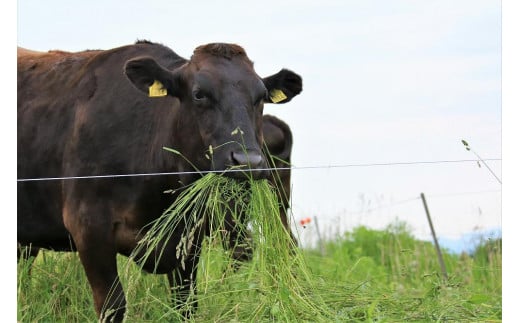 (全3回定期便)【訳あり】A5～4等級 博多和牛ヒレ焼肉 600g