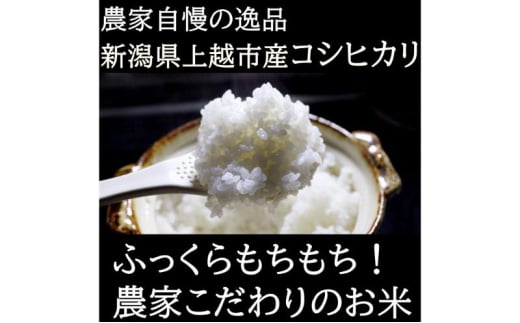 令和6年度産　上越市産コシヒカリ　5kg　新米　精米　新潟　米　新潟県　こしひかり　限定　おすすめ