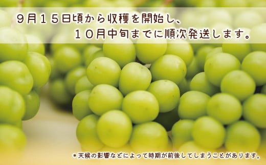 [No.5657-3747]生産者直送　シャインマスカット2kg以上（4房）《信州すざか ともよファーム》■2023年発送■※9月中旬頃～10月中旬頃まで順次発送予定