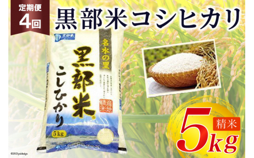 [№5313-0035]定期便 米 黒部米 コシヒカリ 5kg×4回 総計20kg 精米 白米 こしひかり お米 /黒部市農業協同組合/富山県 黒部市