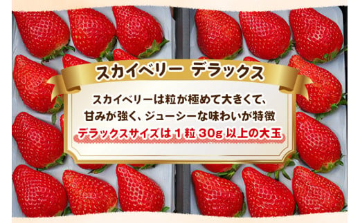 [数量限定] 年末年始にお届け！完熟朝摘みスカイベリー デラックス ｜いちご 苺 イチゴ フルーツ 果物 産地直送 [0561]