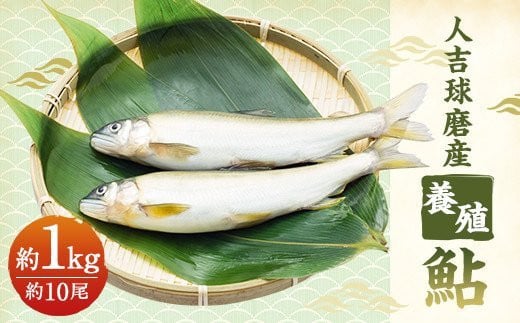 人吉球磨産 養殖鮎 冷凍 約1kg ※イメージです